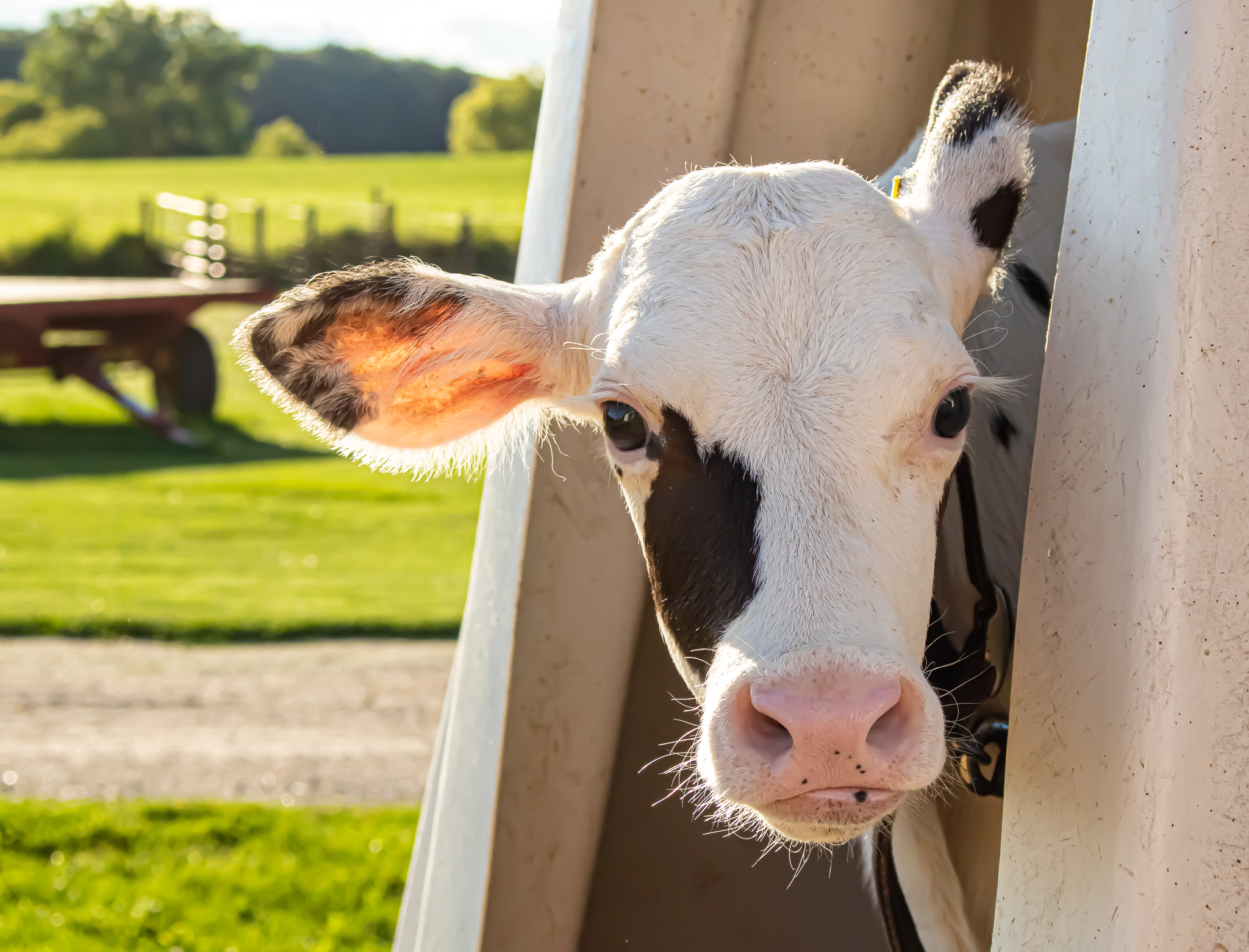 Rumen Development in the Dairy Calf | Dairy Herd