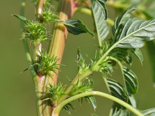 CRP Can Plant a Devastating Weed | AgWeb