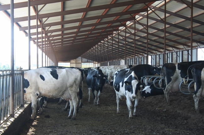 Optimize Dairy Stocking Rates | Dairy Herd