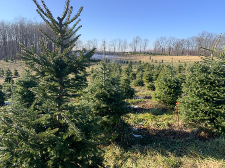 Christmas Tree Farms Experience Record Numbers During 2020 | The Scoop