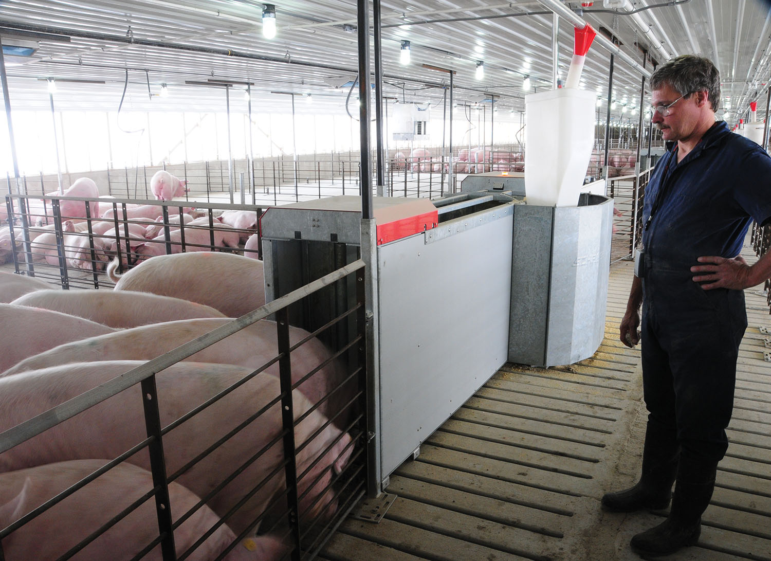 feeding-options-for-pen-gestating-sows-pork-business