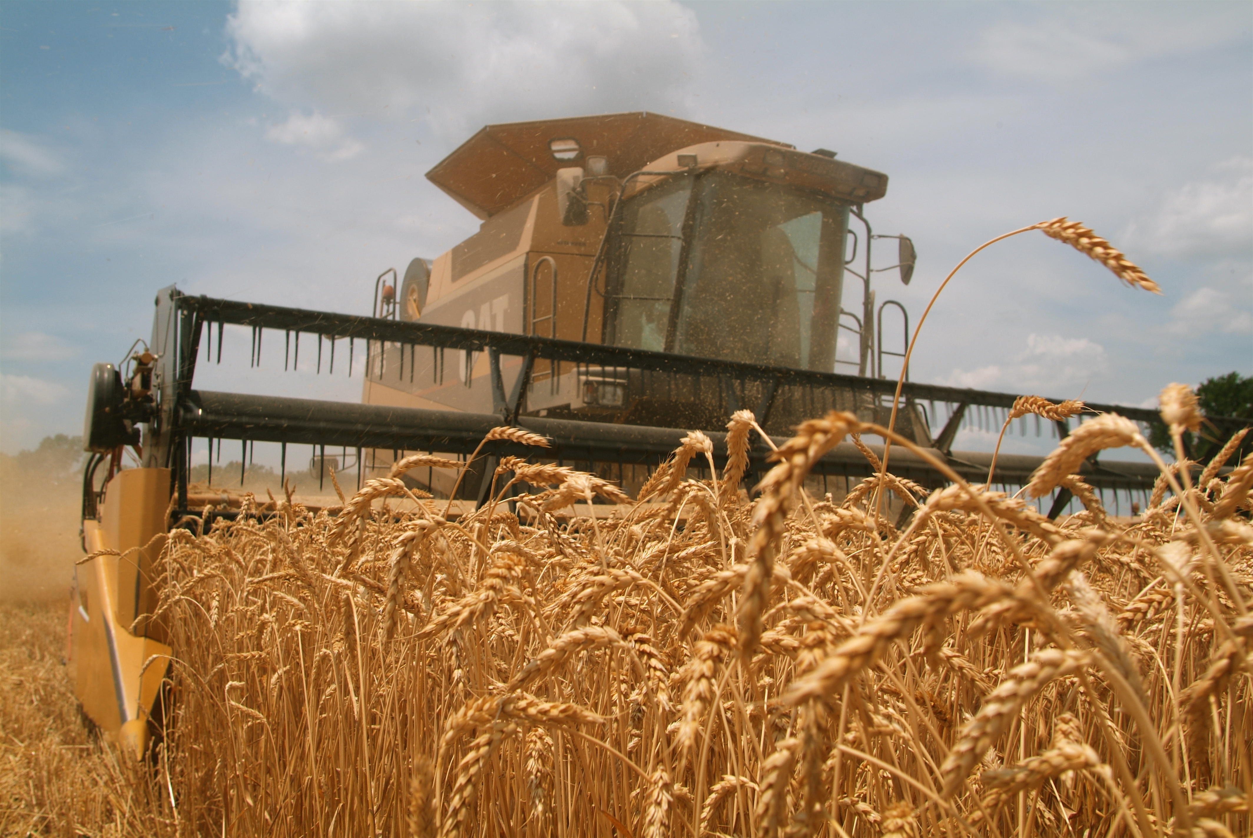 Wheat Prices Have Potential to Rebound Ag