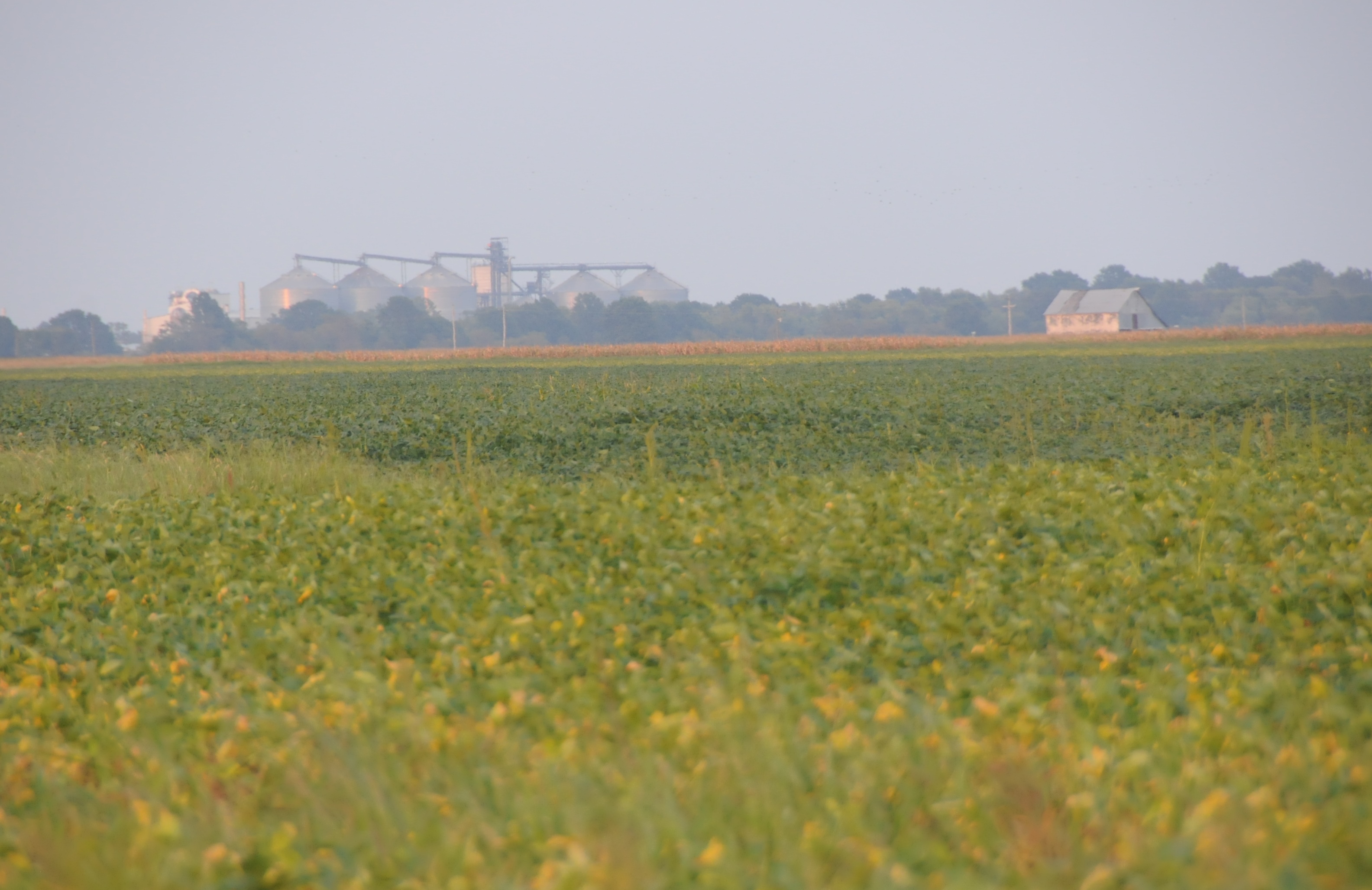 What You Need to Know About Bean Leaf Beetle Damage The Scoop