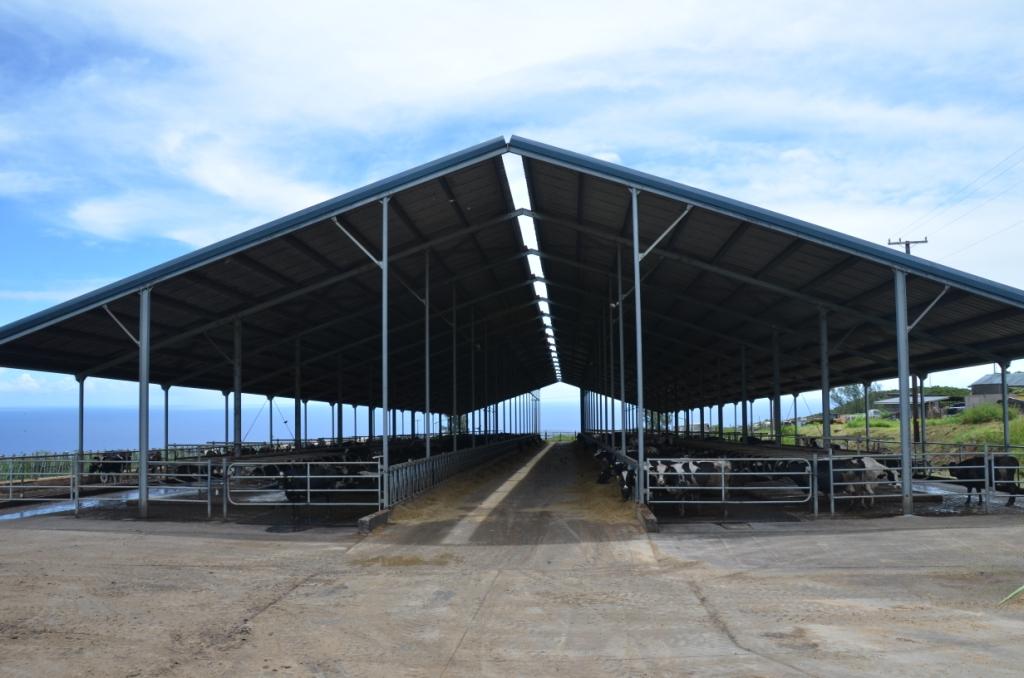 Hawaii's Big Island Dairy Agrees to Shutdown Timeline in Settlement