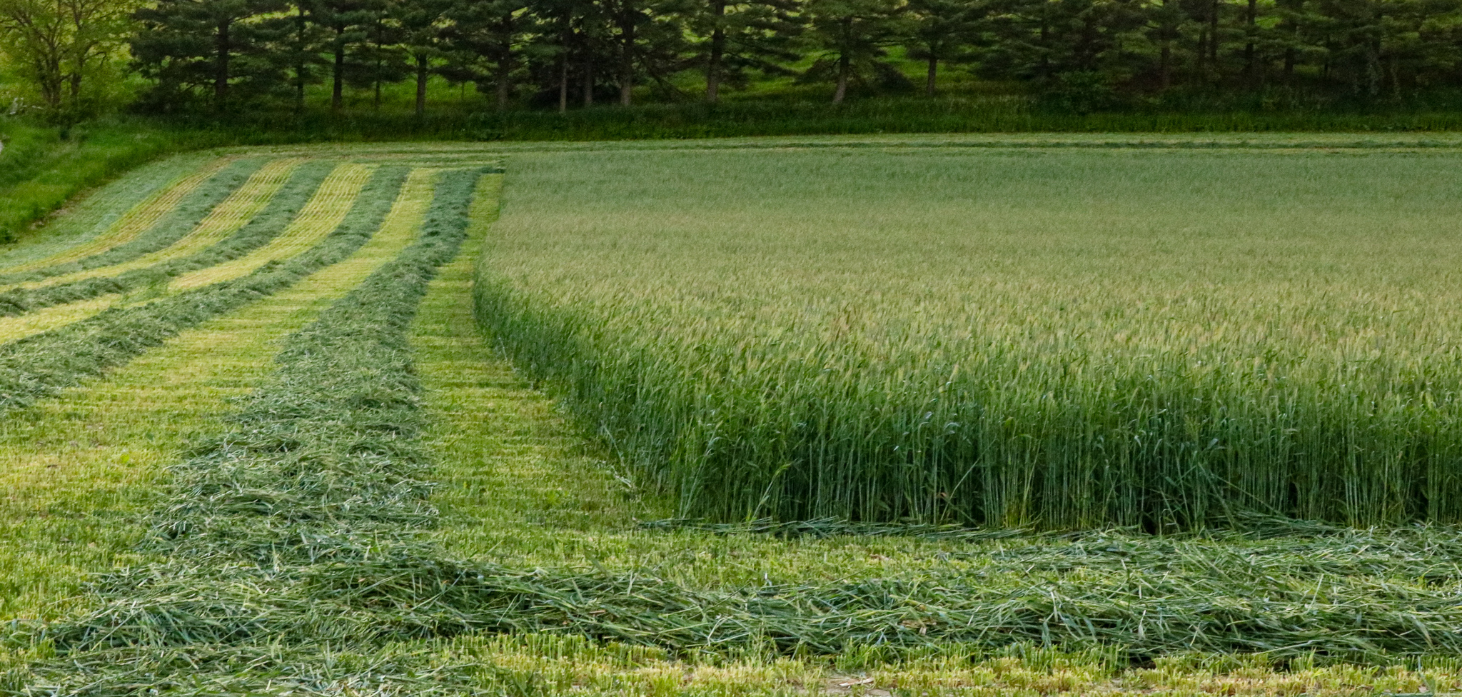 Feeding Rye or Triticale Silage to Dairy Cattle Dairy Herd