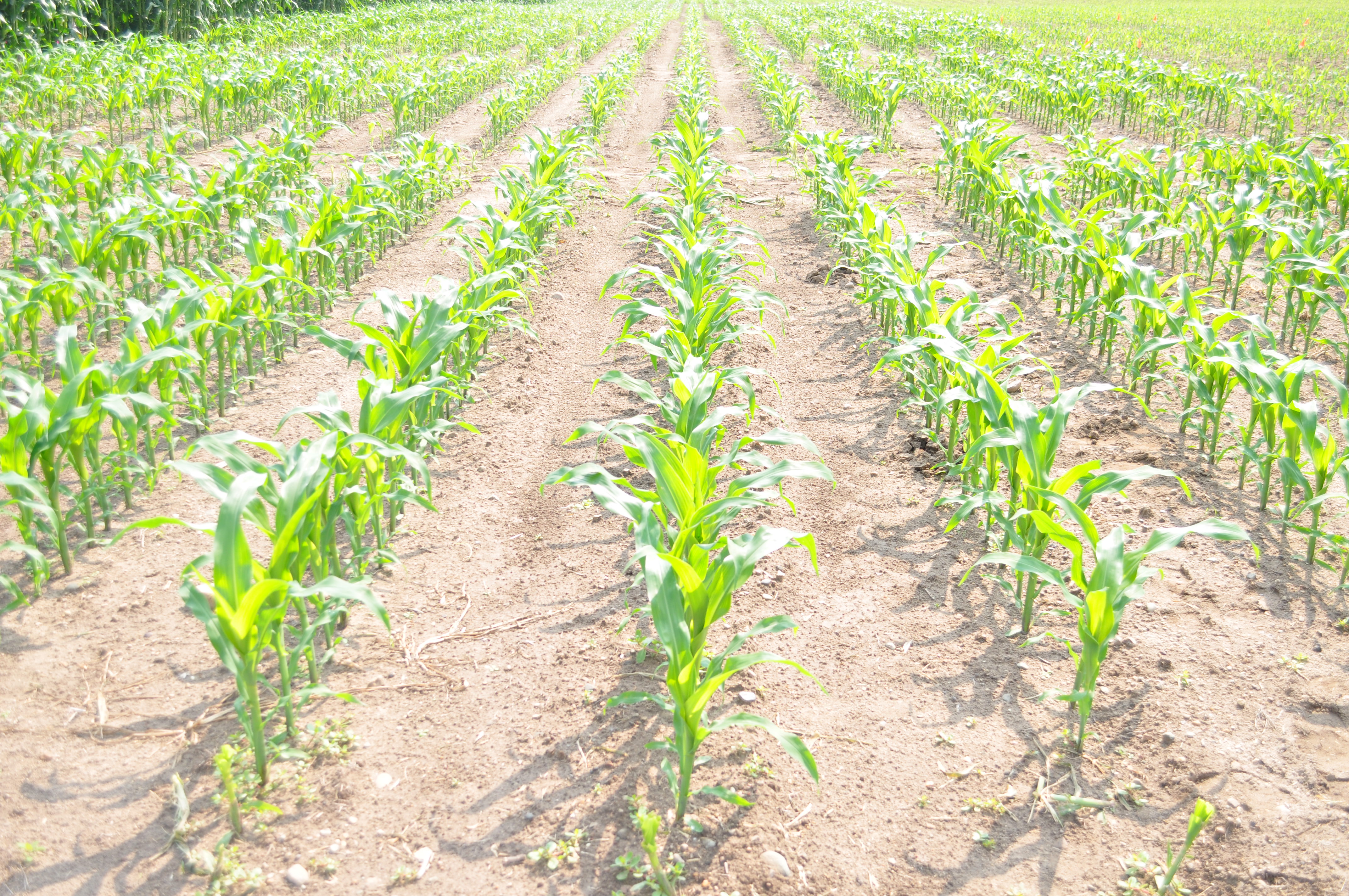 Weigh Corn Replant Decisions With Costs, Yield Potential Pork Business