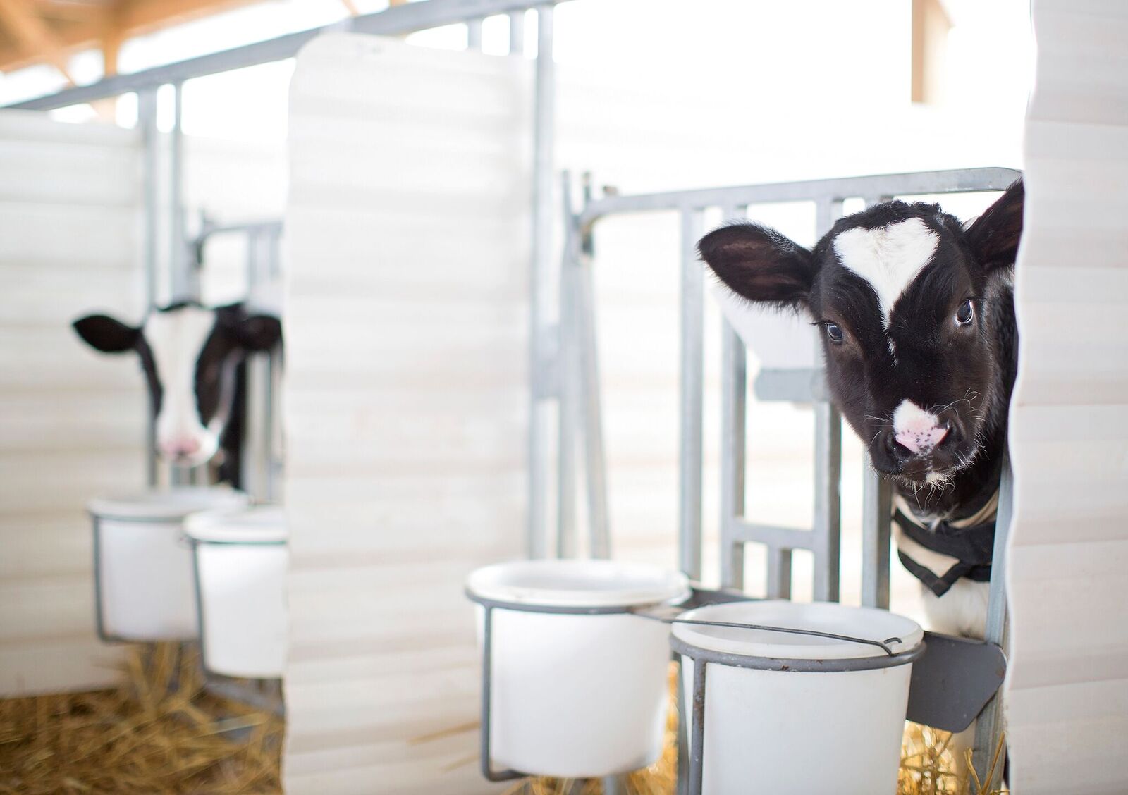 A chilly proposition Feeding baby calves in winter Dairy Herd