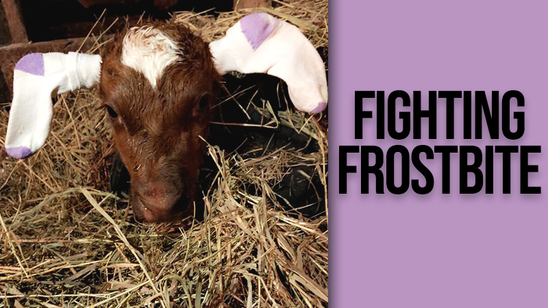 Fighting Frostbite: Producers Provide Tips to Keep Animals Warm | Dairy Herd