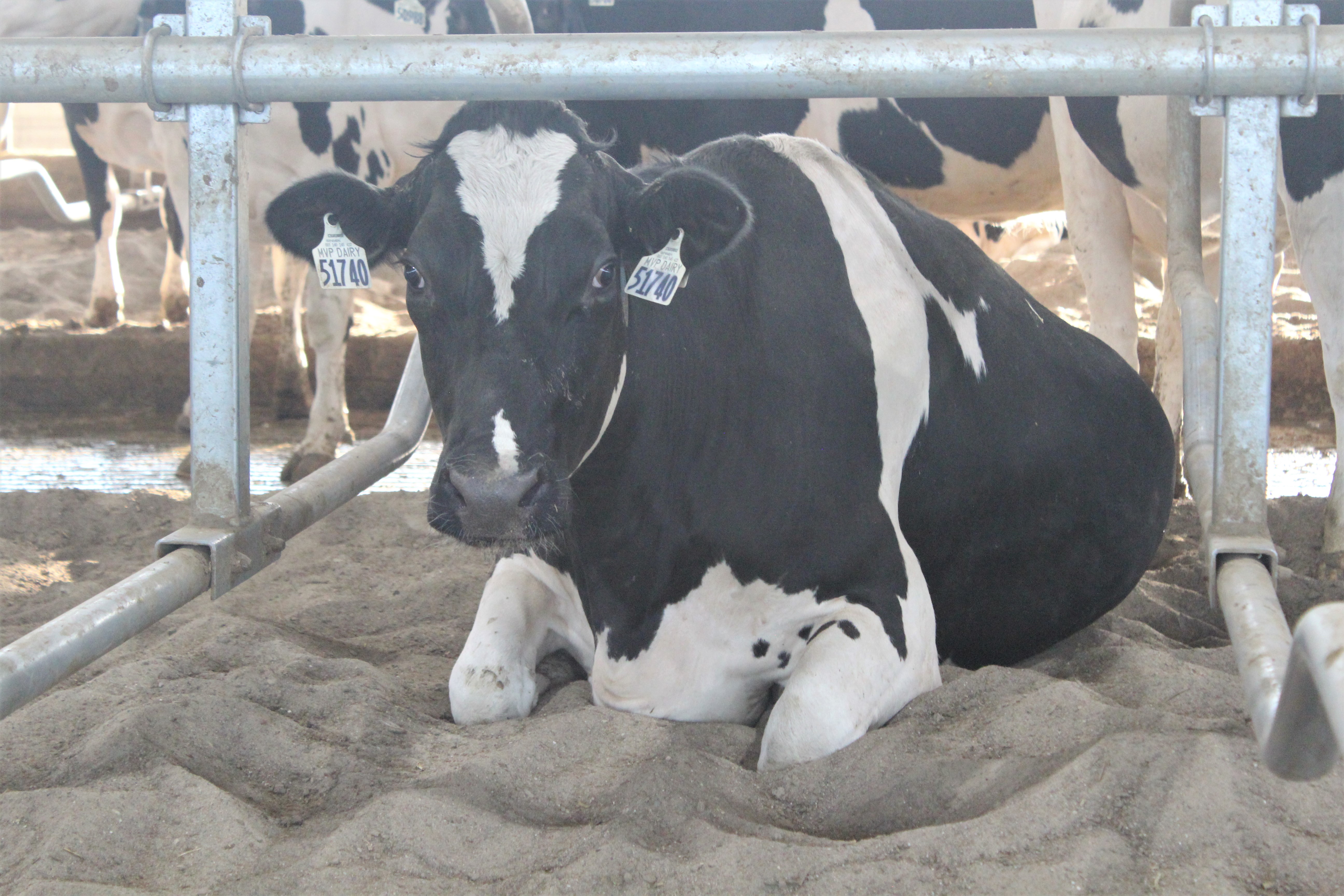 managing-dry-cows-to-reduce-mastitis-in-the-future-dairy-herd