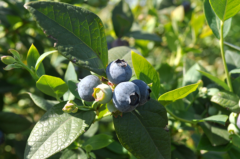 Latin America To See Continued Fresh Produce Growth The Packer