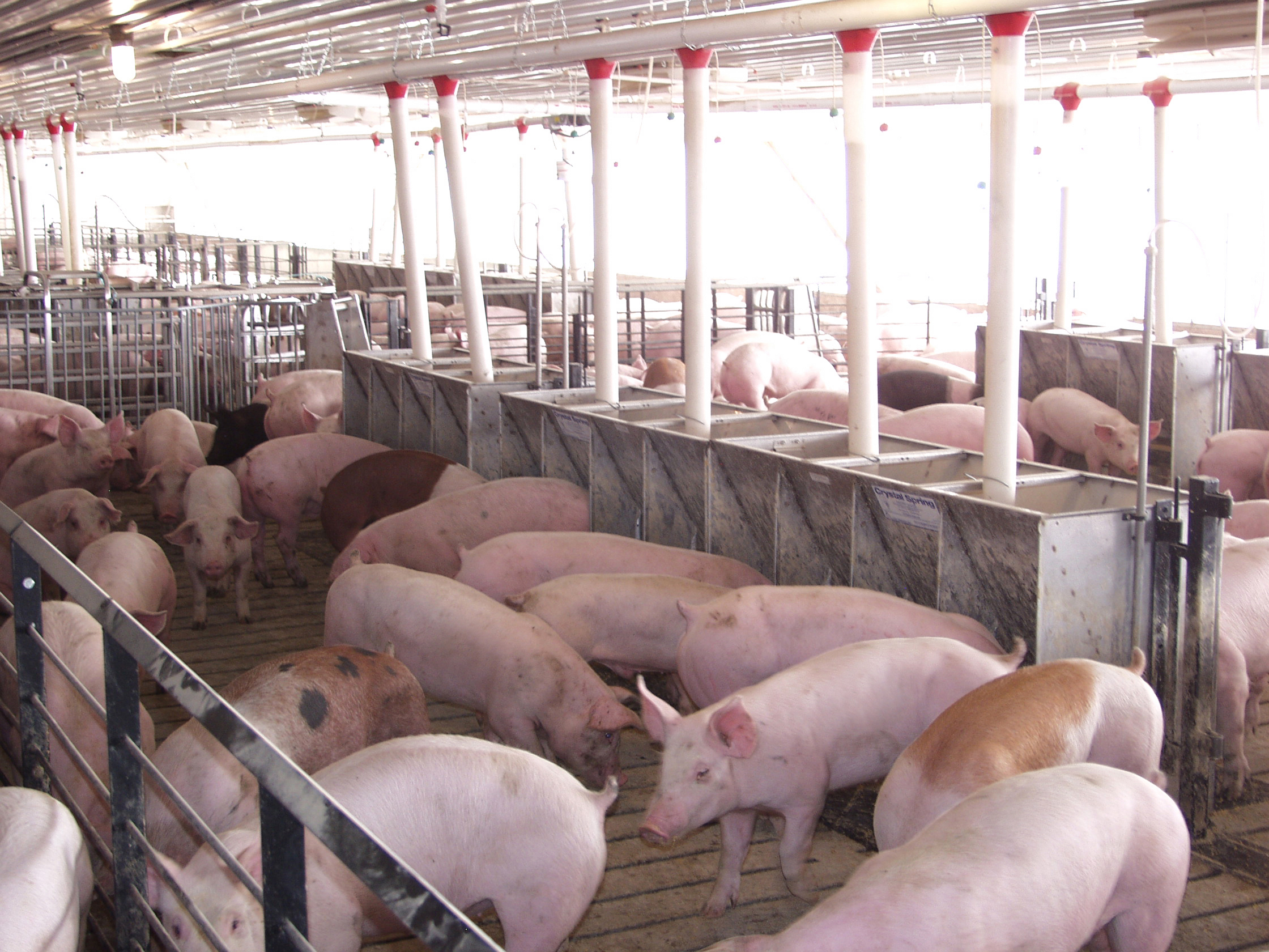 Eliminating M. hyo in Your Swine Herd: Is Fogging an Option? | Pork ...