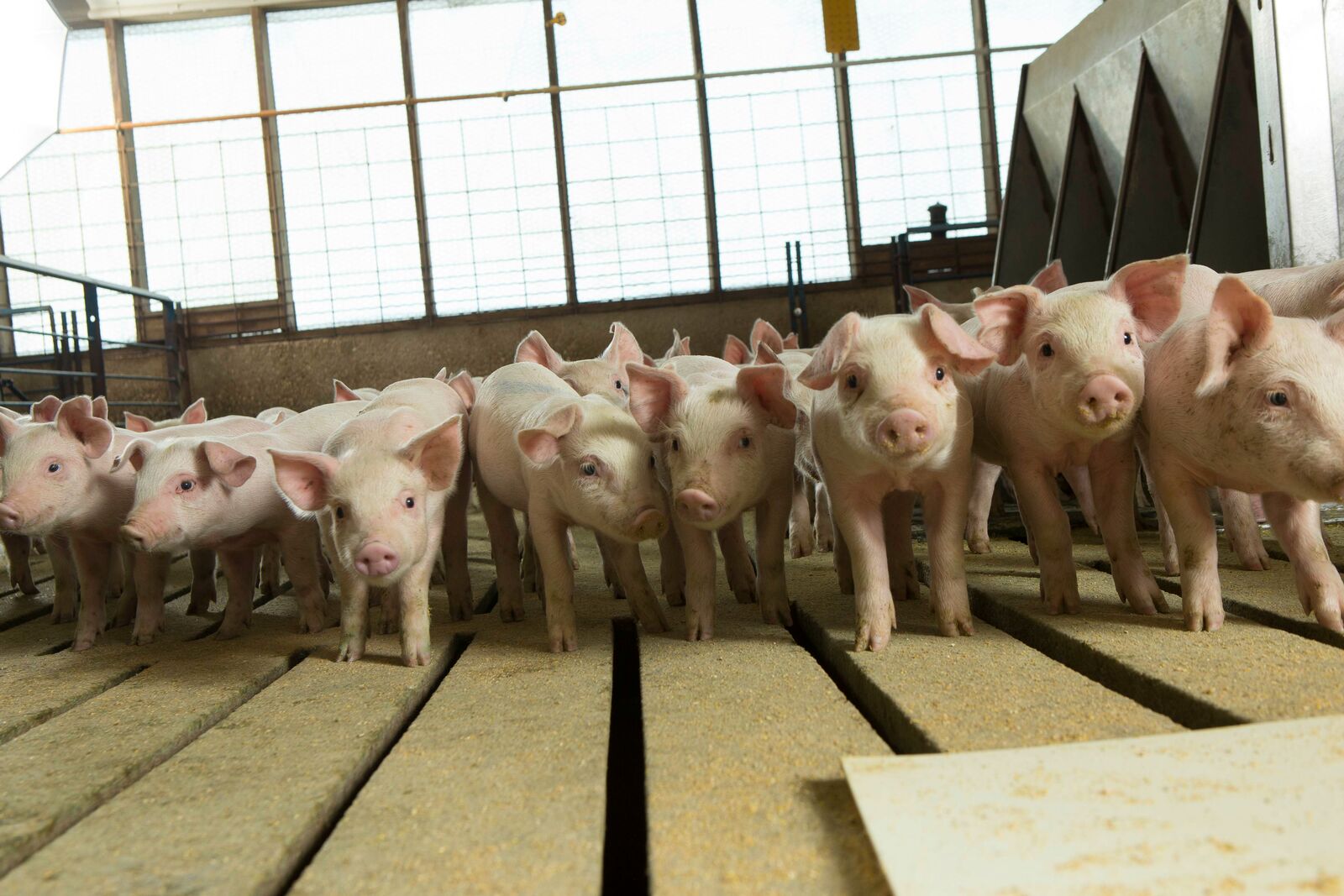 usda-aphis-announces-new-assistant-director-of-swine-health-pork-business