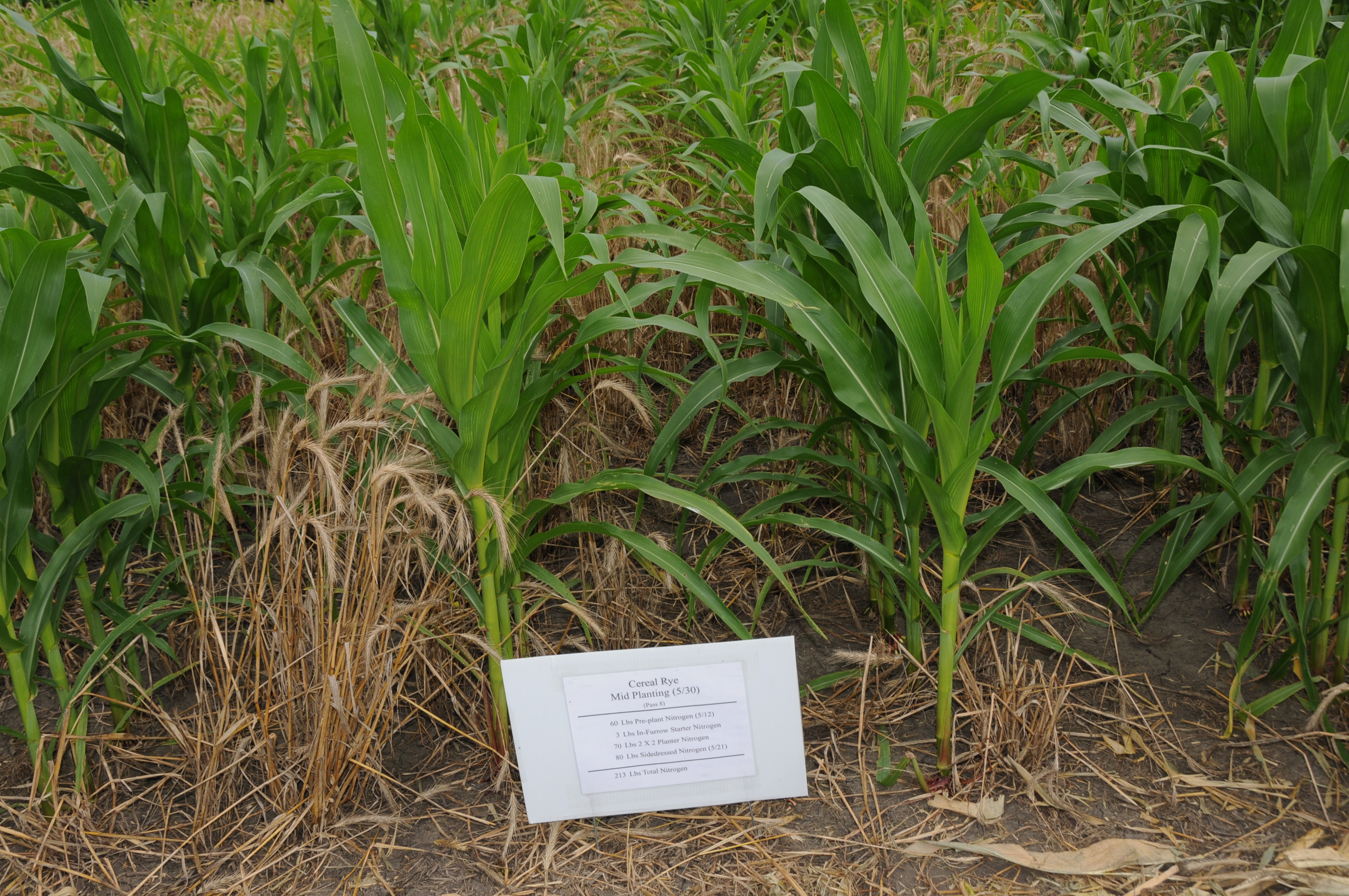 DHM How To Kill Alfalfa The Right Way Ag