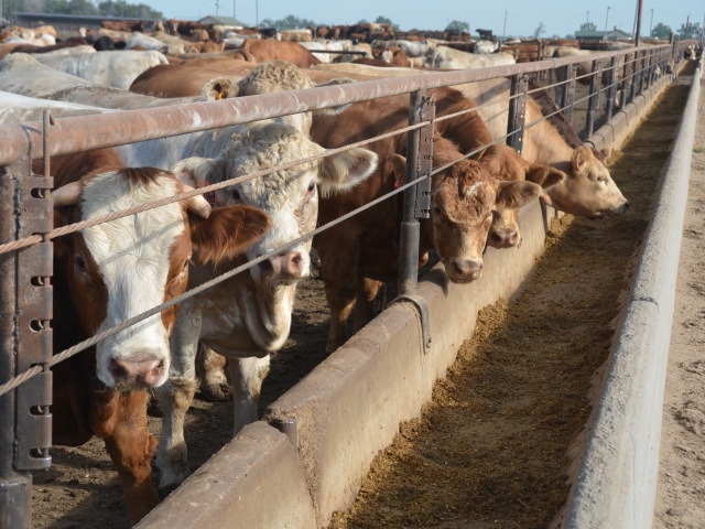 Canada S Largest Feedlot Closes Agweb