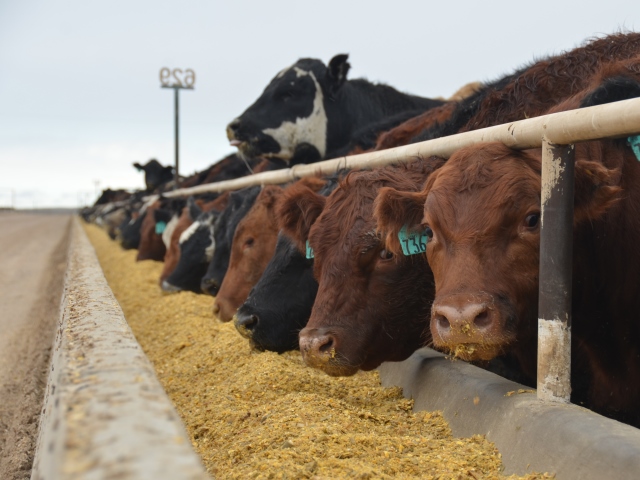 In The Cattle Markets Corn And Feeder Cattle Price Relationship