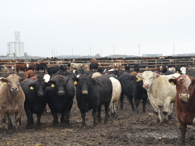 Feeder Cattle Prices 'A Little Scary' | Drovers