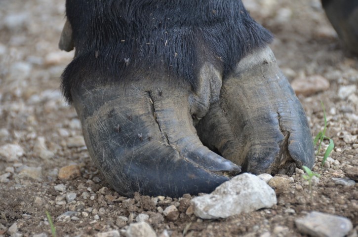 Split Hooves