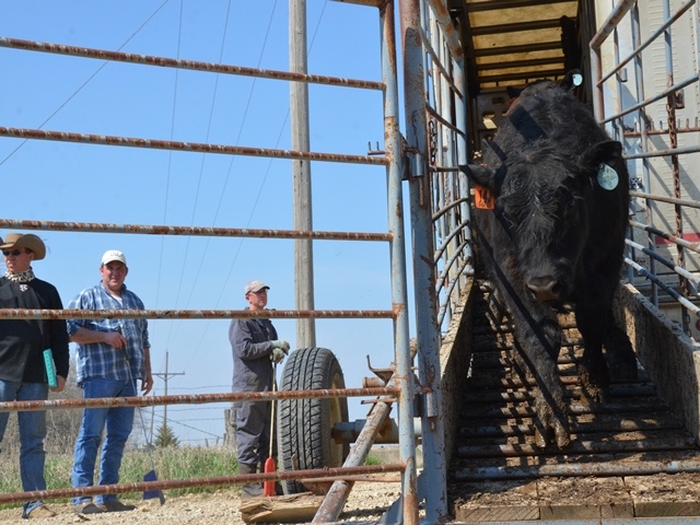 5 Beef Market Lessons Learned In 2015 | Pork Business