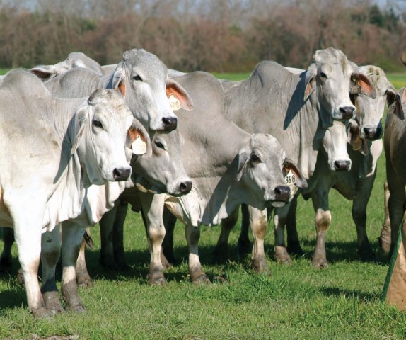 Brahman Influence Good For Louisiana Cattle Producers Agweb Affected brahman cattle grow poorly and have muscular weakness and neurologic disease. louisiana cattle producers