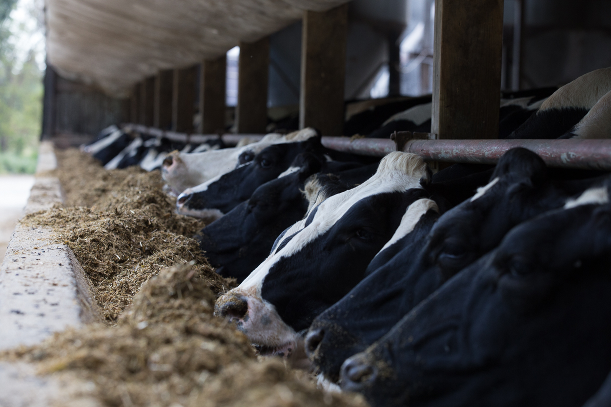 Why Cows Don't Get Pregnant Continued Dairy Herd