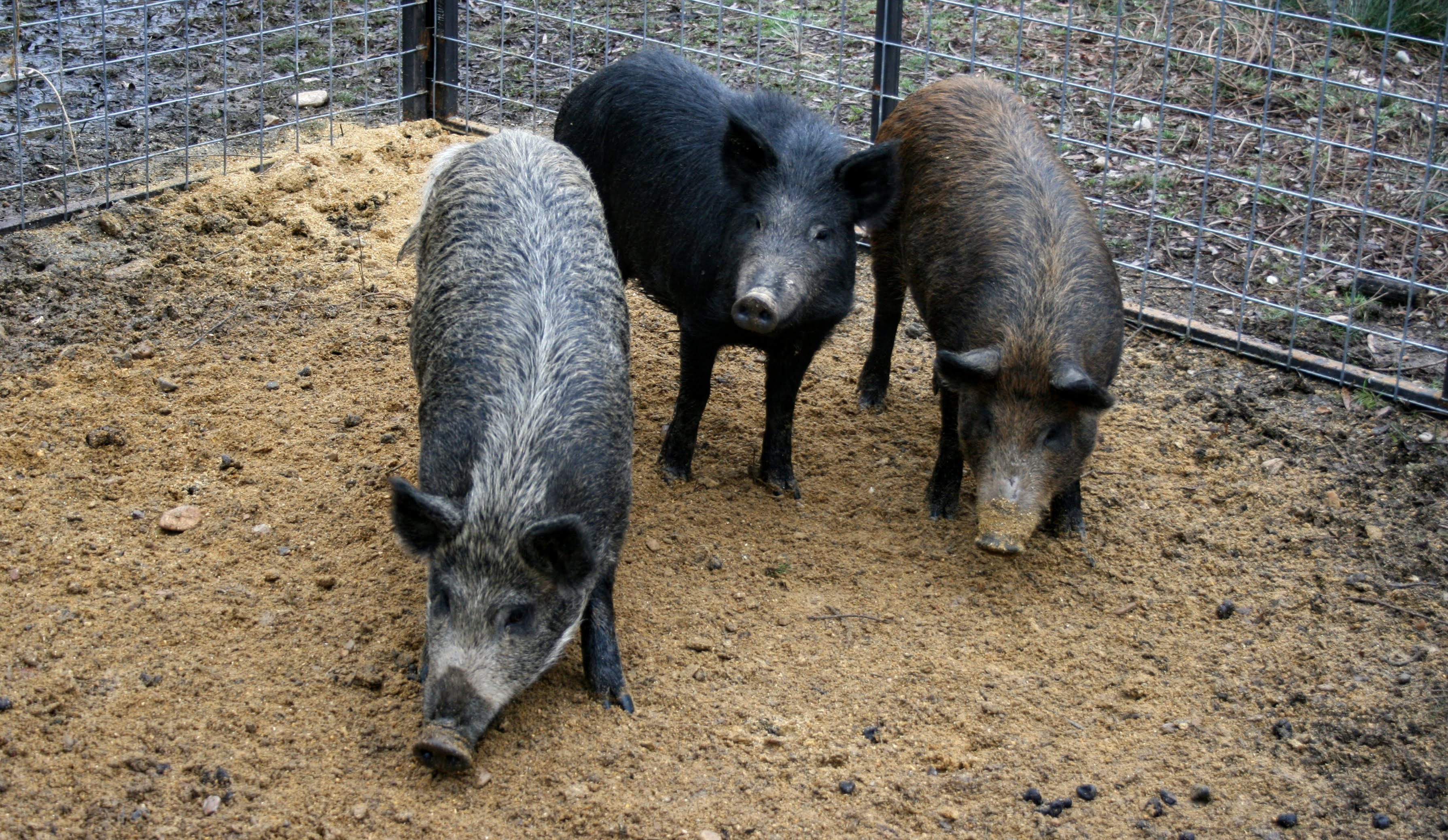 feral-hog-control-gets-usda-boost-agweb