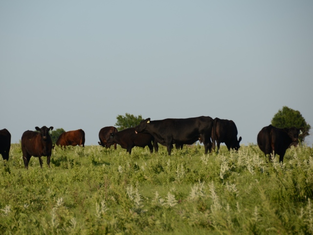 Consider Native Warm-Season Grasses to Complement Tall Fescue | Dairy Herd