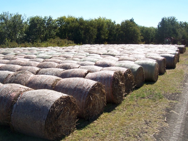 dealing-with-moldy-hay-dairy-herd