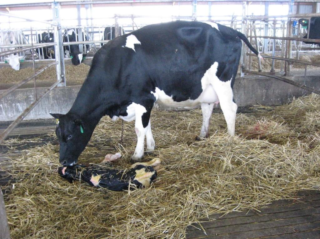 Improving Artificial Insemination Techniques | Dairy Herd