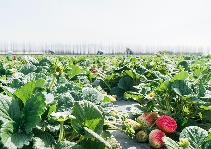 Organic strawberry acreage drops in California The Packer