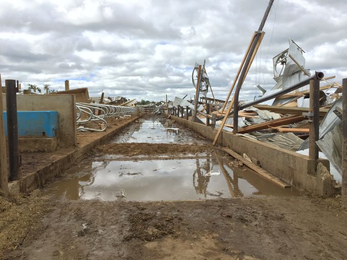 Large Michigan Dairy Farm Destroyed by Tornado Dairy Herd