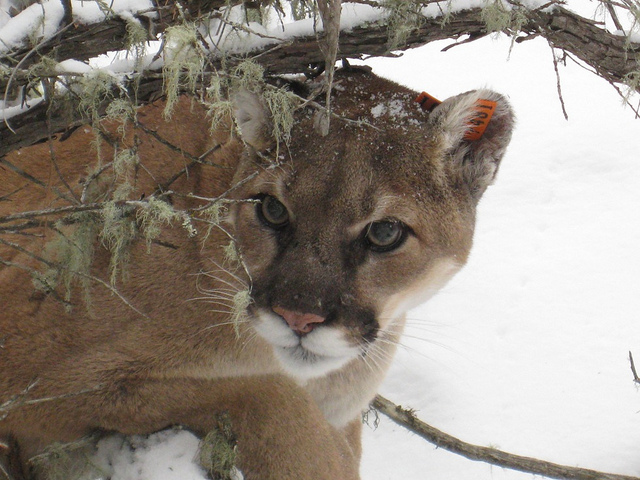 Wildlife Biologist Cougars Possibly Living In Alabama Drovers