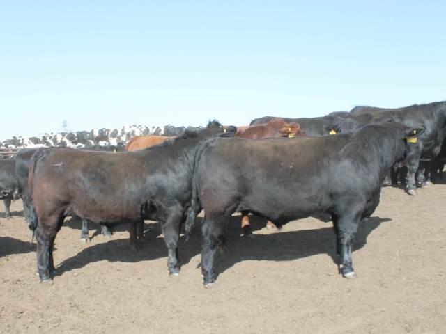 Make Jersey Bull Calves Worth More - AgWeb