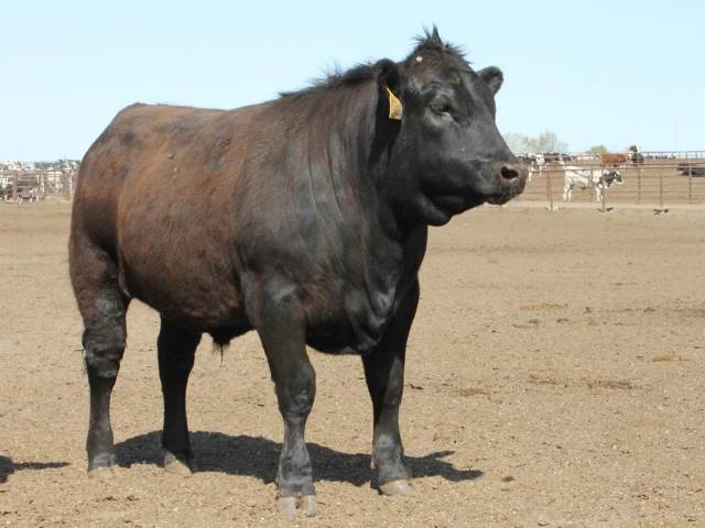 Beef Genetics Make Jersey Bull Calves 