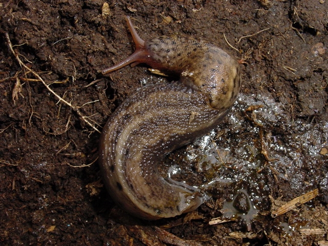 Slugs, Big Pest Problem for Oregon Famers - AgWeb