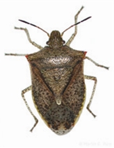 Stink Bugs, Other Pests Appearing In Large Numbers Of Crops In Arkansas 