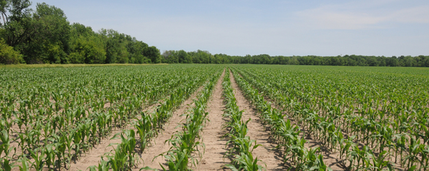 U.S. Corn Glut Expanding at Fastest Pace Since 2005 | AgWeb