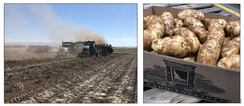Russet Norkotah potatoes in field and bins