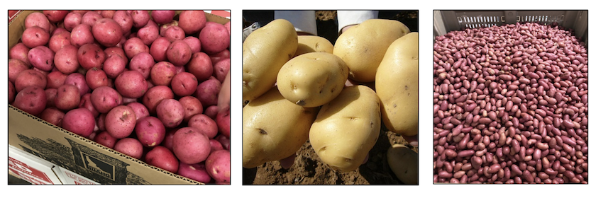 idaho red potatoes, gold potatoes and gourmet red fingerling potatoes