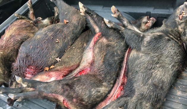 Hogs stacked after hunt
