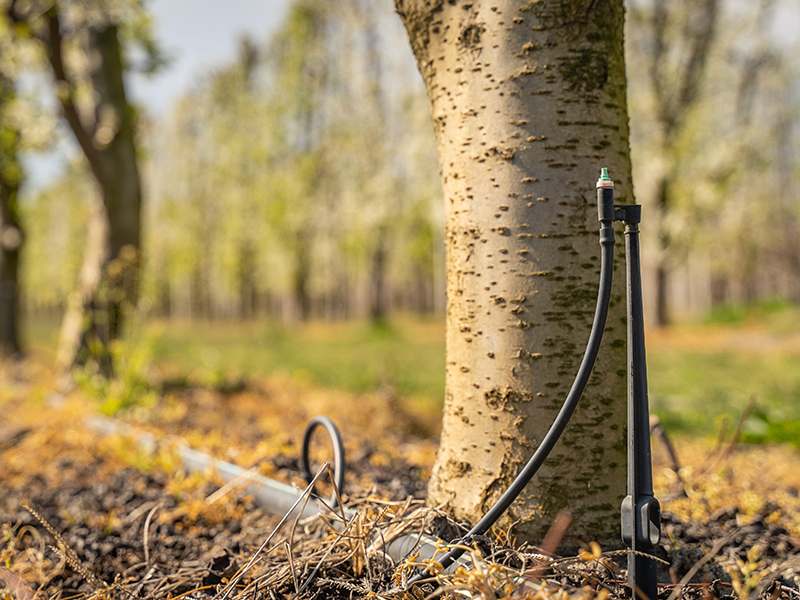 Drip irrigation around the roots of a tree