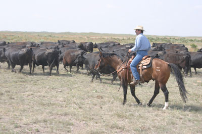 How To Handle A Genetic Disorder | Dairy Herd