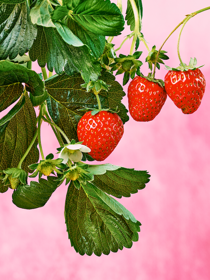 bowery farming strawberries