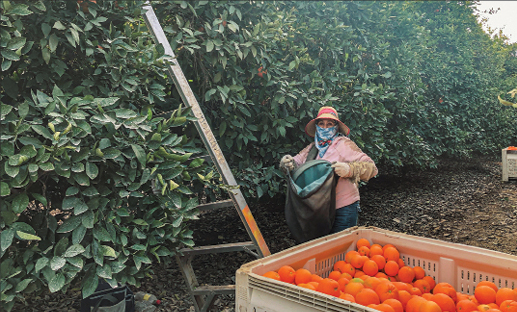 Josephine Cisneros harvests navel oranges in Tulare County. California’s navel crop is expected to be down this year by 20% and mandarins by 45%. Photo/Lisa McEwen
