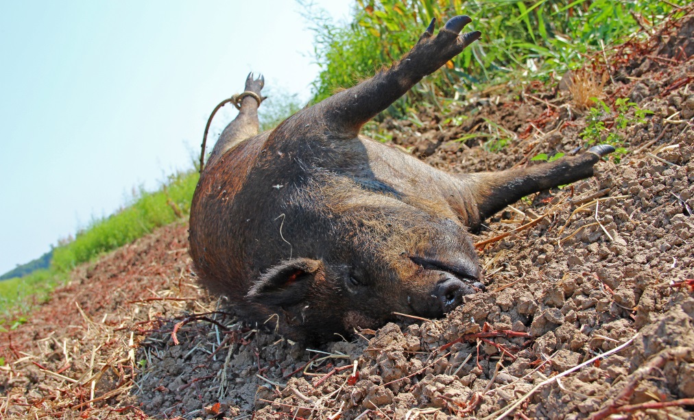 Bloated hog