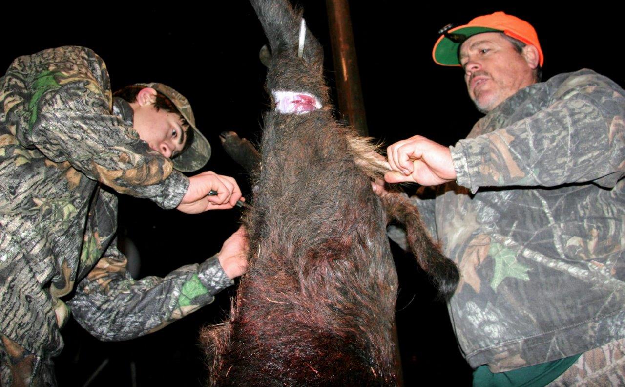 Truth, Lies and Wild Pigs: Missouri Hunter Prosecuted on