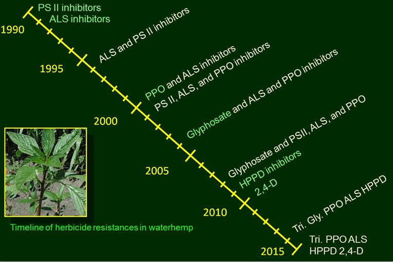 Chasing Waterhemp, The Bell Cow Of Weed Resistance | AgWeb