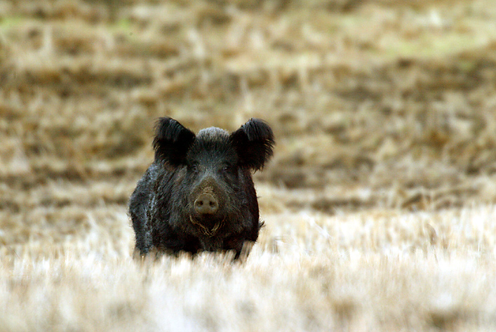 Solo wild pig in field