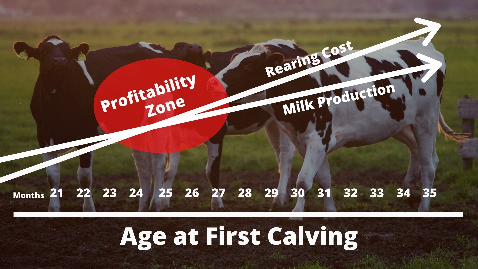 Leverage the advantages of a lower age at first calving for Holsteins and  Jerseys - Progressive Dairy Canada