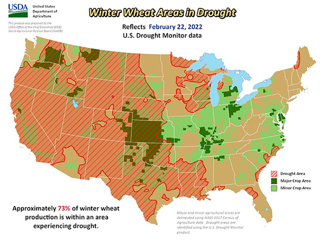 Winter Wheat is drought