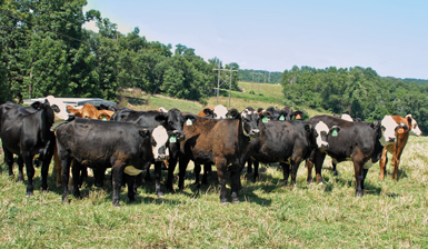 Crossbreds Add Vigor to Herd | Drovers